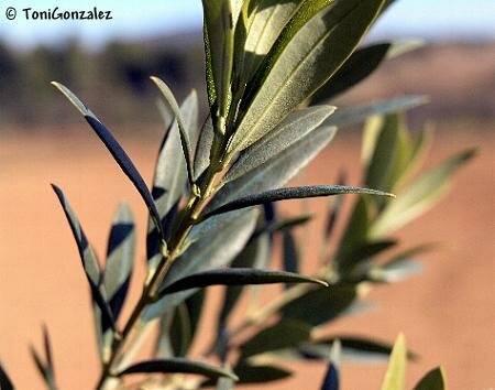 Hojas de olivo de Sant Jaume dels Domenys